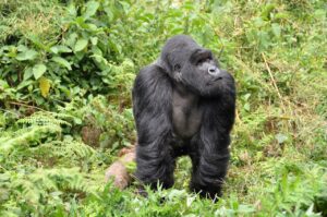 gorillas-474728_1280-300x199 Ruanda: Ecoturismo e Gorilas da Montanha