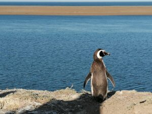 penguin-5005574_1280-300x225 Patagônia: Aventuras Sustentáveis nos Confins da Terra